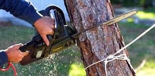 Professional Tree Care Services in St Paul, VA