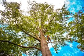 Best Utility Line Clearance  in St Paul, VA