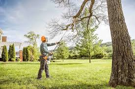  St Paul, VA Tree Care Services Pros