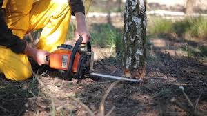 Best Arborist Consultation Services  in St Paul, VA