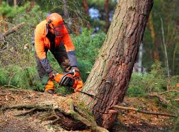 Best Tree Trimming and Pruning  in St Paul, VA