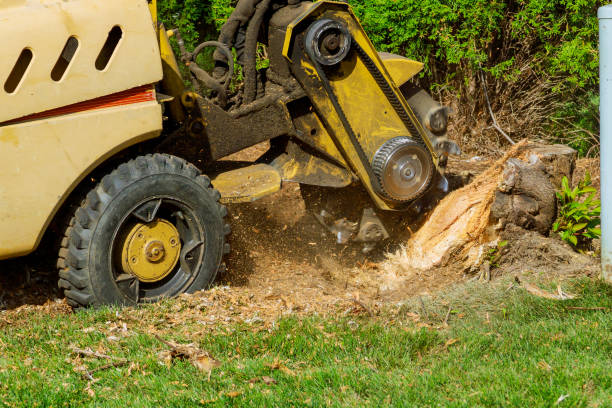 Best Emergency Tree Removal  in St Paul, VA