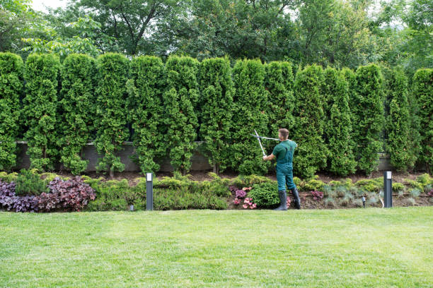 Best Tree Maintenance Programs  in St Paul, VA