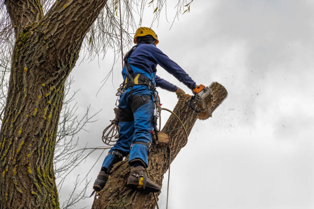 Best Tree Disease Treatment  in St Paul, VA