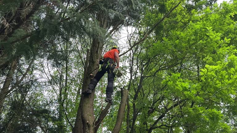 How Our Tree Care Process Works  in  St Paul, VA