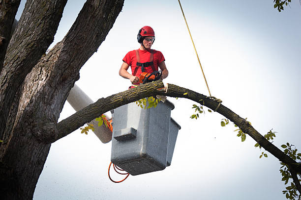 Best Hedge Trimming  in St Paul, VA