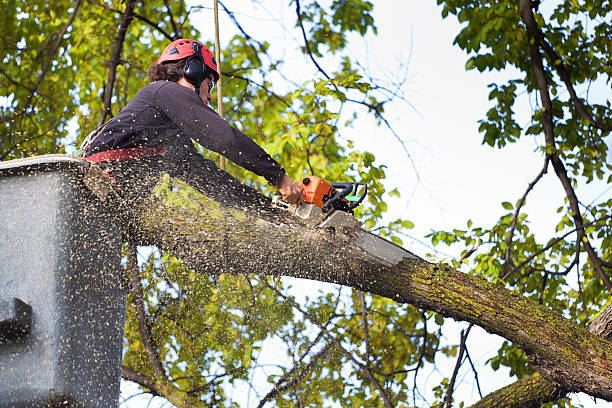 Best Weed Control  in St Paul, VA