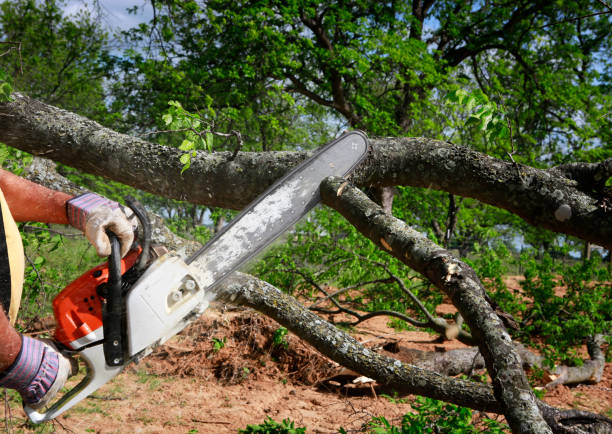 Best Root Management and Removal  in St Paul, VA